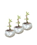 Mini Çiçek Saksı Küçük Sukulent Gümüş Kaktüs Saksısı 3lü Set Mini Deniz Salyangozu Model
